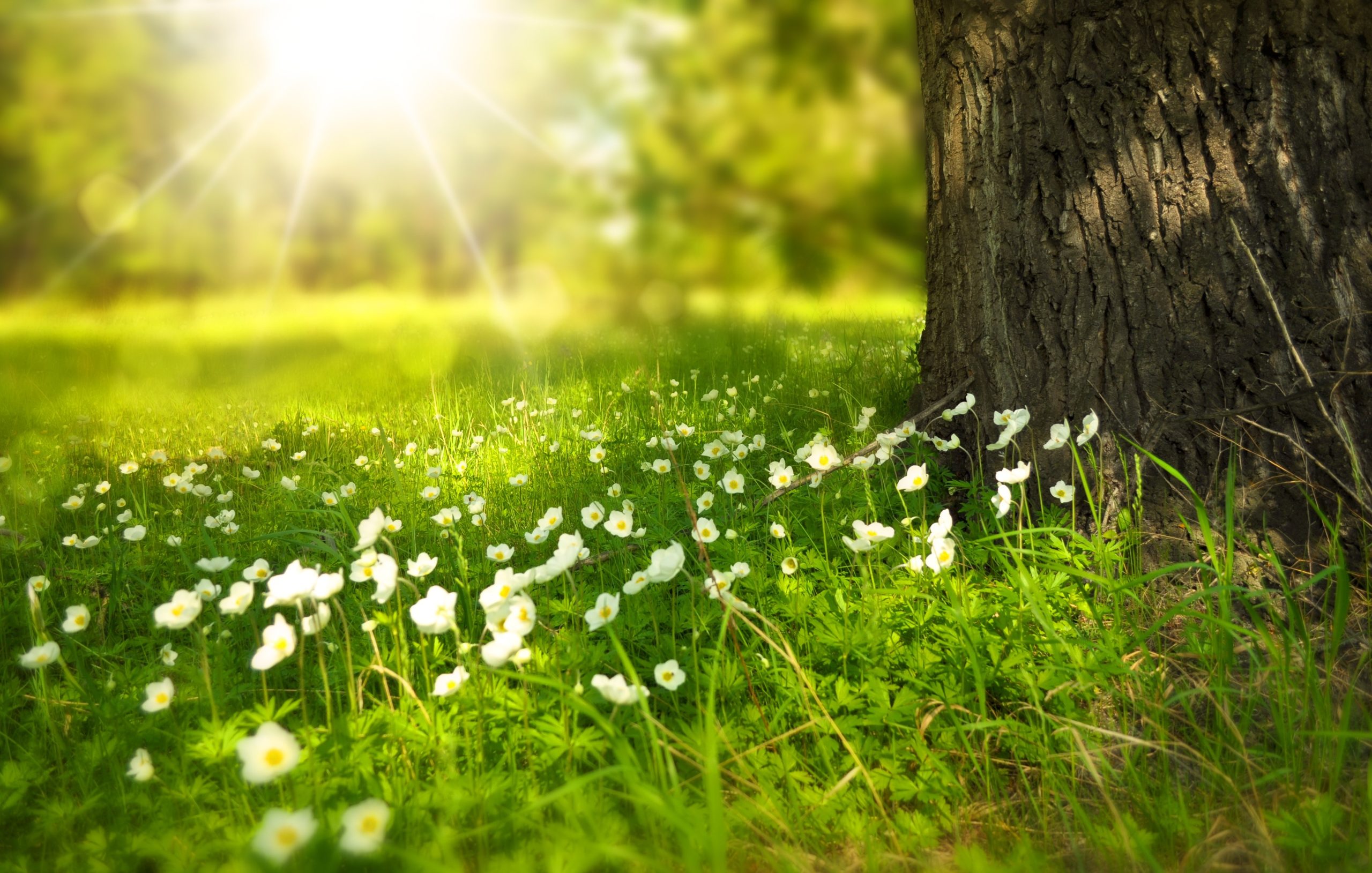 Read more about the article The Outflow of Faith