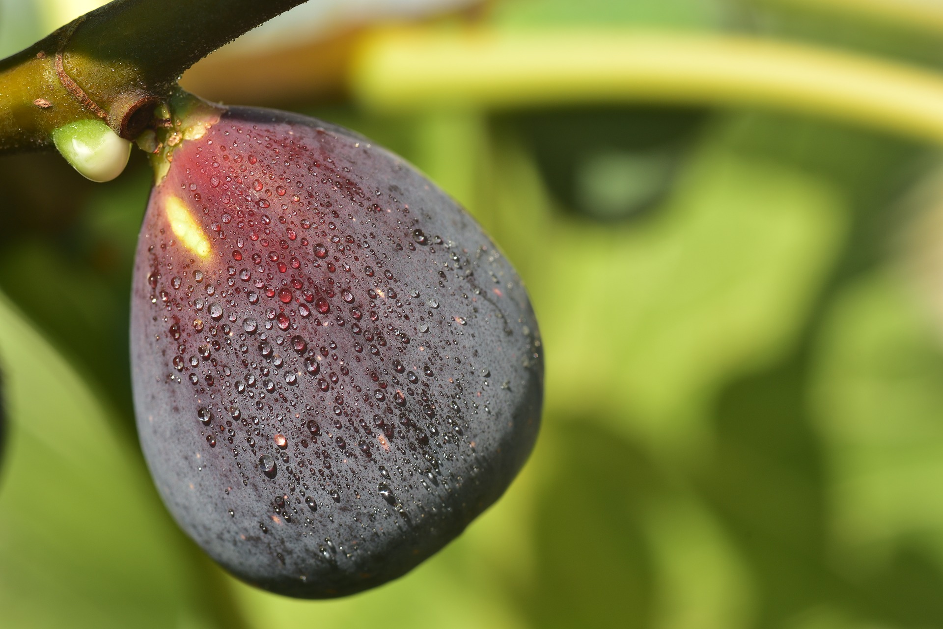 Read more about the article Nurtured Towards Fruitfulness