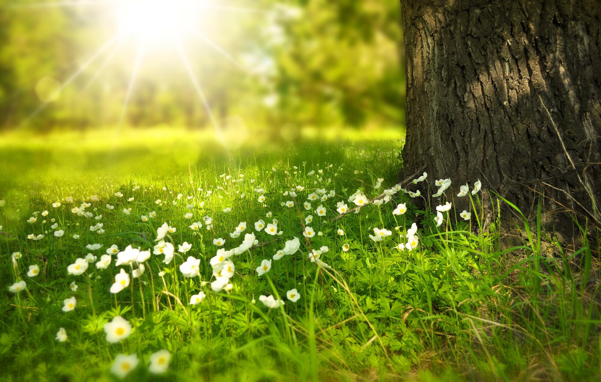 Read more about the article Newness of Life