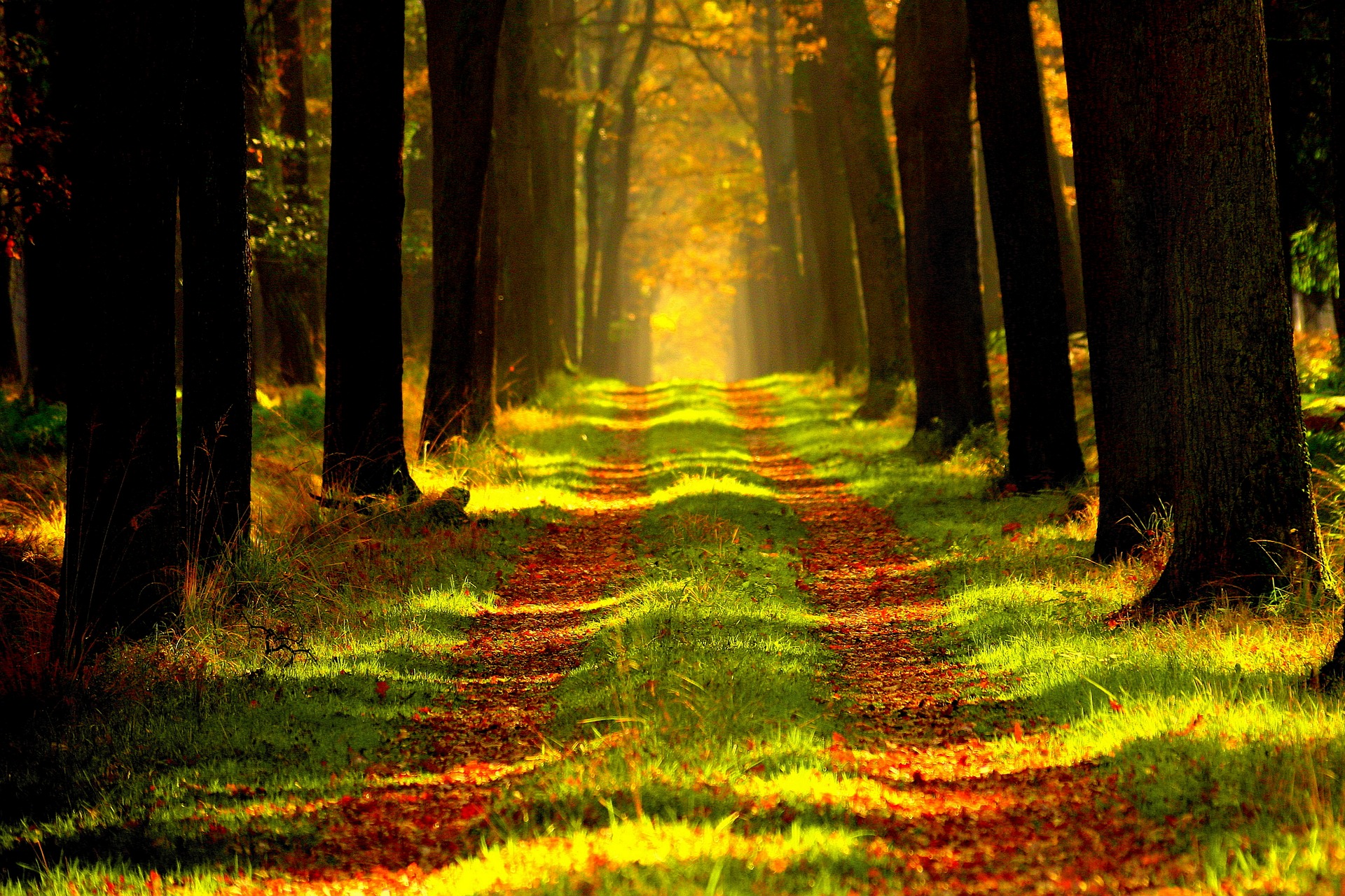 Read more about the article The Path to Hope