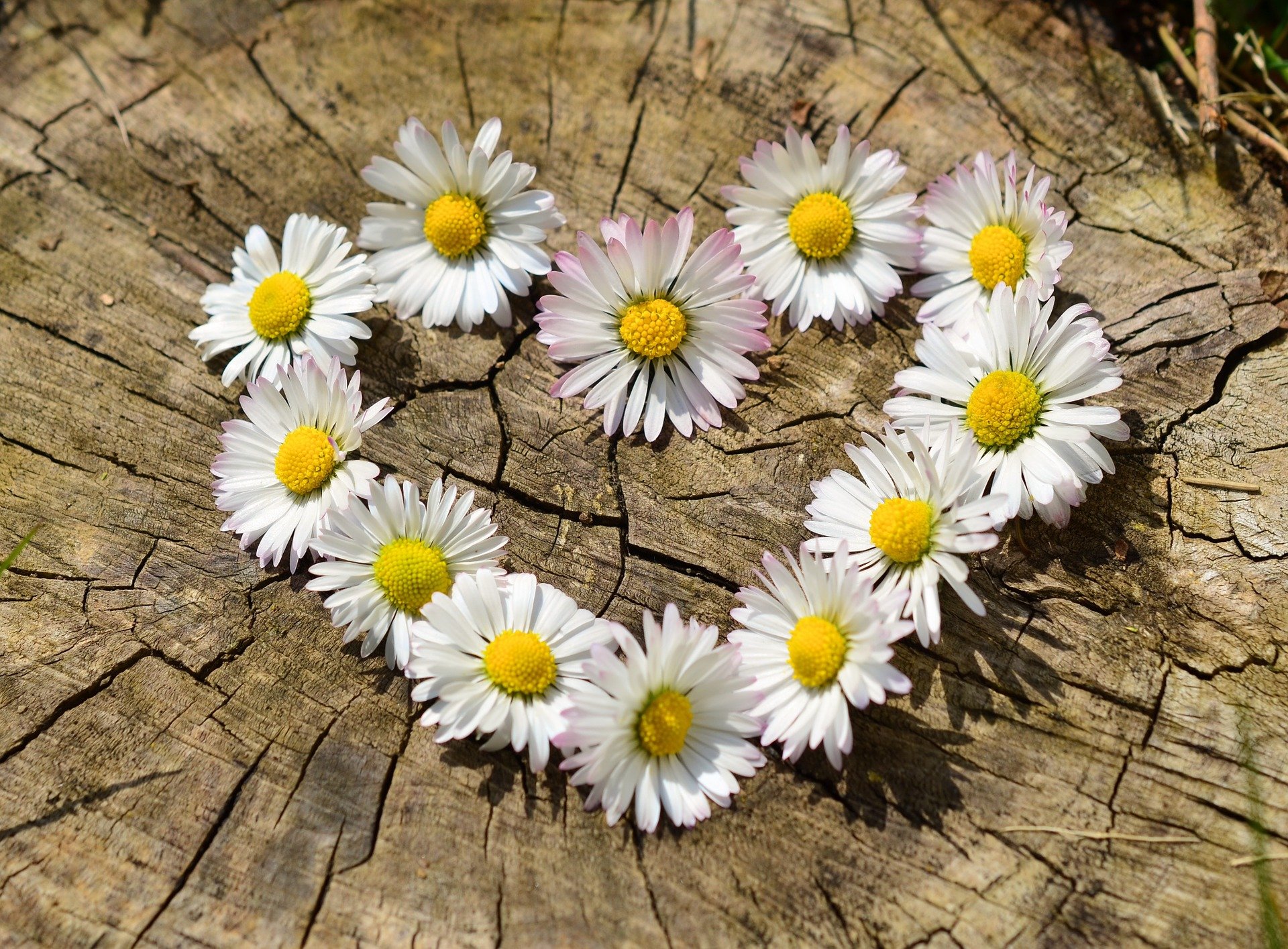 Read more about the article The Heart’s Treasure