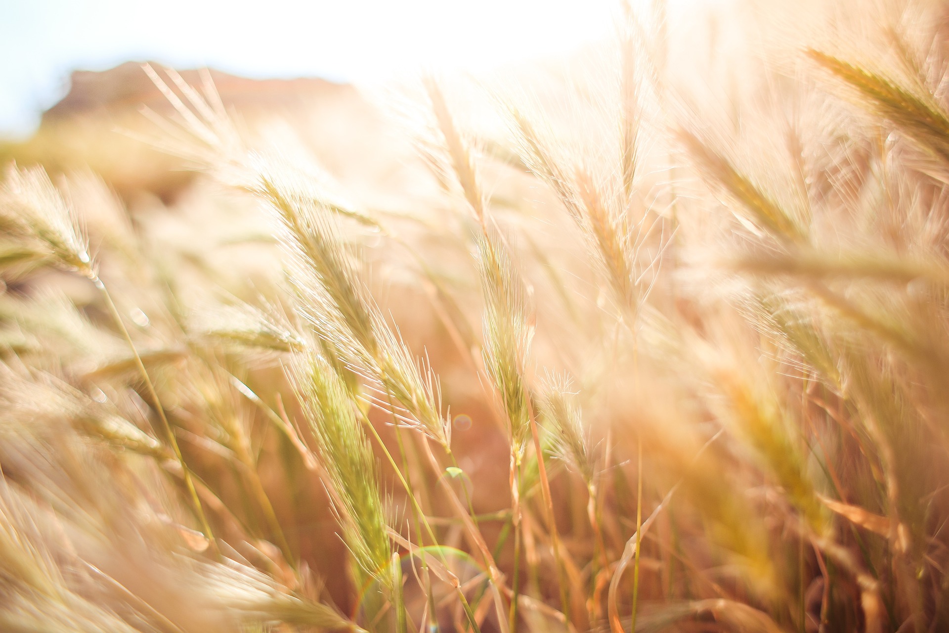Read more about the article Bathed in the Light