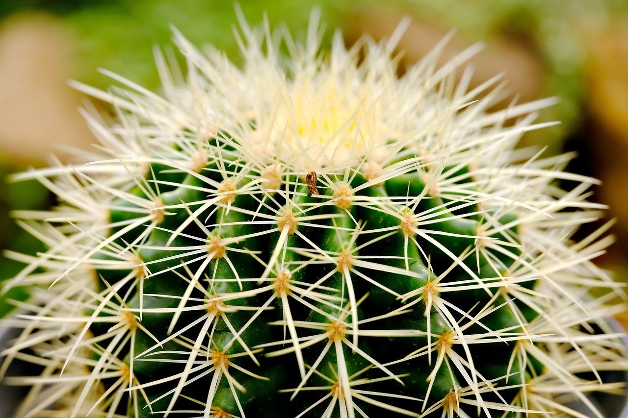 Read more about the article Strength in Weakness